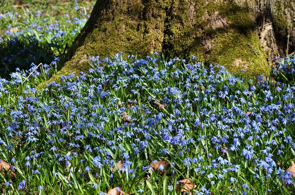 Scilla   003.jpg